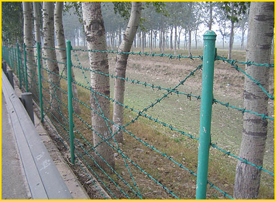 Barbed wire fence